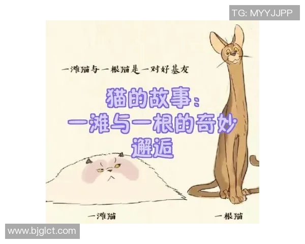 猫体足球的奇妙世界探秘与趣味玩法分享